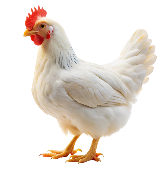chicken