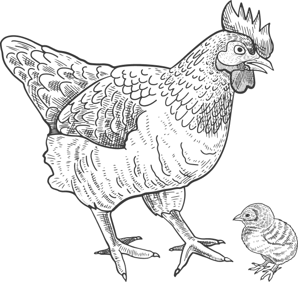 Chicken illustration